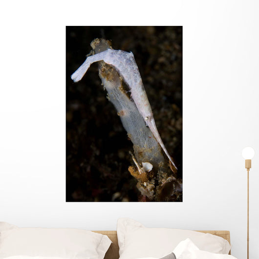 White Ocellated Tozeuma Shrimp Wall Decal