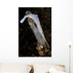 White Ocellated Tozeuma Shrimp Wall Decal