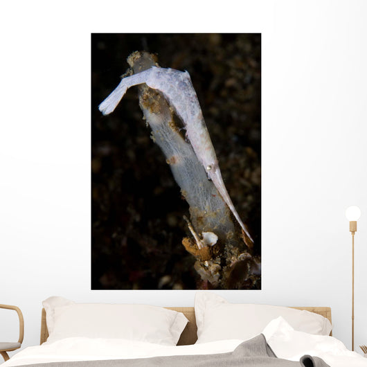 White Ocellated Tozeuma Shrimp Wall Decal