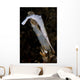 White Ocellated Tozeuma Shrimp Wall Decal