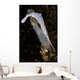 White Ocellated Tozeuma Shrimp Wall Decal