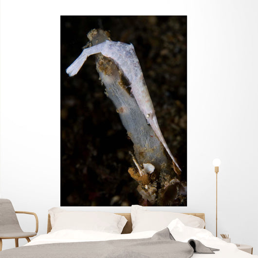 White Ocellated Tozeuma Shrimp Wall Decal
