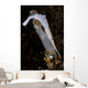 White Ocellated Tozeuma Shrimp Wall Decal