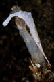 White Ocellated Tozeuma Shrimp Wall Decal