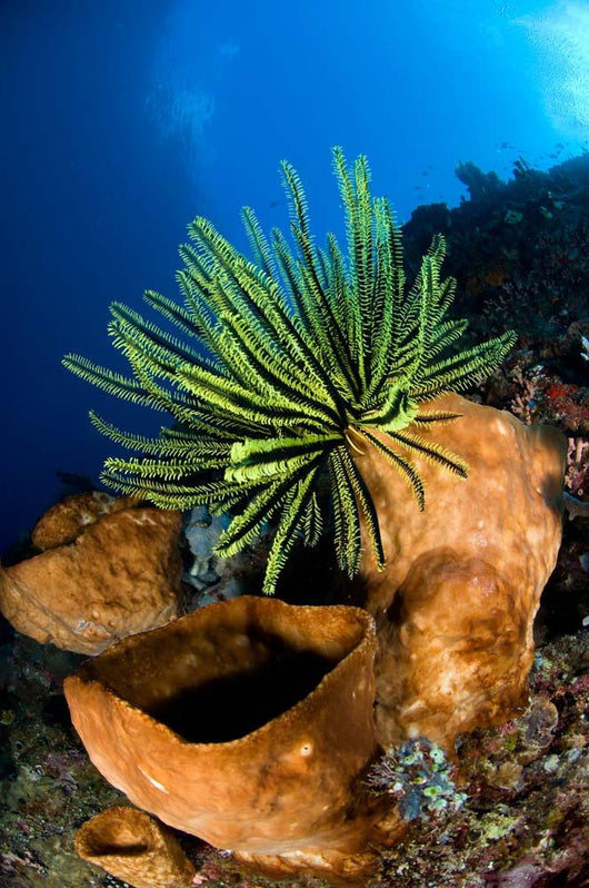Yellow Crinoid Perched Large Wall Decal