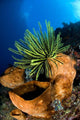 Yellow Crinoid Perched Large Wall Decal