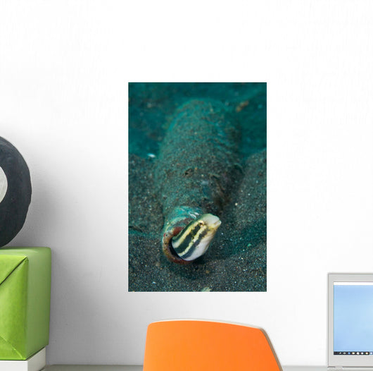 Shorthead Fangblenny Bottle North Wall Decal