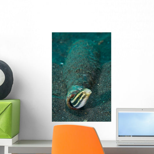 Shorthead Fangblenny Bottle North Wall Decal