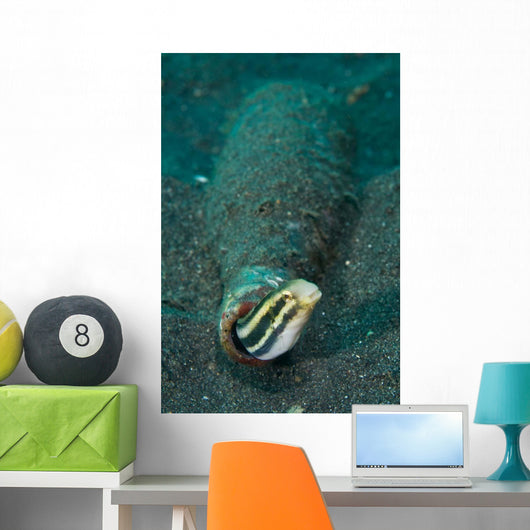 Shorthead Fangblenny Bottle North Wall Decal