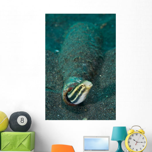 Shorthead Fangblenny Bottle North Wall Decal