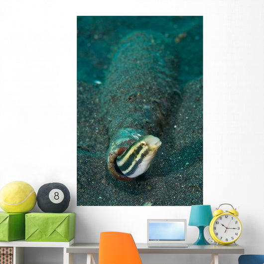 Shorthead Fangblenny Bottle North Wall Decal