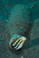 Shorthead Fangblenny Bottle North Wall Decal
