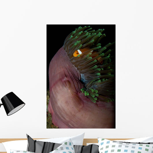 False Clown Anemonefish Magnificent Wall Decal Design 2