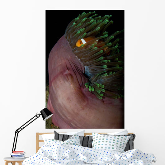 False Clown Anemonefish Magnificent Wall Decal Design 2