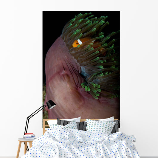 False Clown Anemonefish Magnificent Wall Decal Design 2