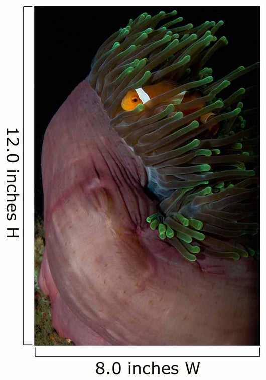 False Clown Anemonefish Magnificent Wall Decal Design 2