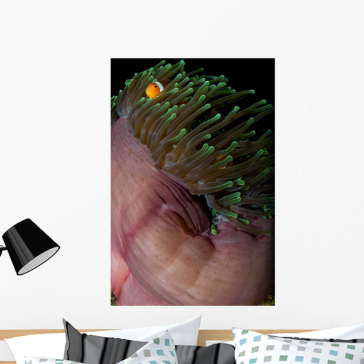 False Clown Anemonefish Magnificent Wall Decal Design 1