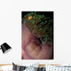 False Clown Anemonefish Magnificent Wall Decal Design 1