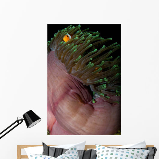 False Clown Anemonefish Magnificent Wall Decal Design 1