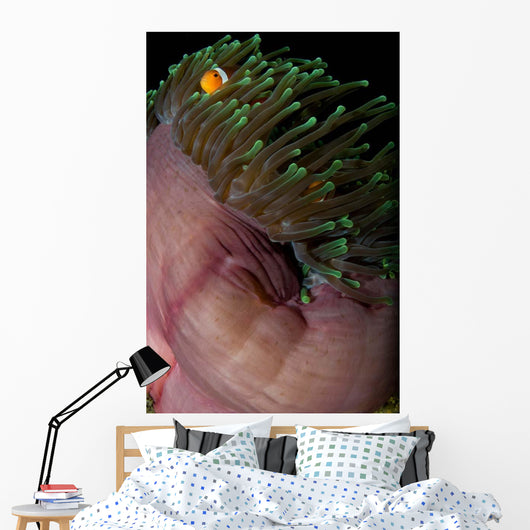 False Clown Anemonefish Magnificent Wall Decal Design 1