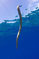 Chinese Sea Snake Banda Wall Decal Design 5