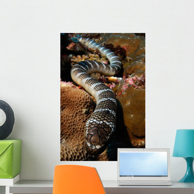 Sea Snake Portrait Banda Wall Decal shown on a wall