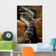 Sea Snake Portrait Banda Wall Decal
