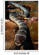 Sea Snake Portrait Banda Wall Decal