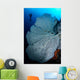 Gorgonian Sea Fan and Wall Decal