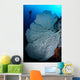 Gorgonian Sea Fan and Wall Decal