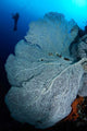 Gorgonian Sea Fan and Wall Decal