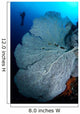 Gorgonian Sea Fan and Wall Decal