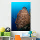 Elephant Ear Sponge Dwarfs Wall Decal