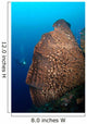 Elephant Ear Sponge Dwarfs Wall Decal