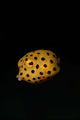 Juvenile Yellow Boxfish Wall Decal