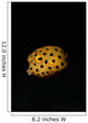 Juvenile Yellow Boxfish Wall Decal