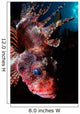 Shortfin Lionfish Banda Sea Wall Decal Design 1