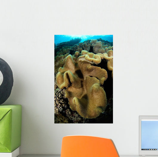 Leather Coral Banda Sea Wall Decal
