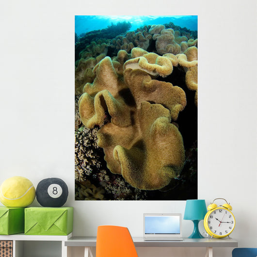 Leather Coral Banda Sea Wall Decal