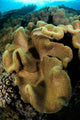 Leather Coral Banda Sea Wall Decal