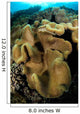 Leather Coral Banda Sea Wall Decal