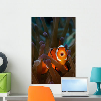 Yawning Anemonefish Raja Ampat Wall Decal shown on a wall