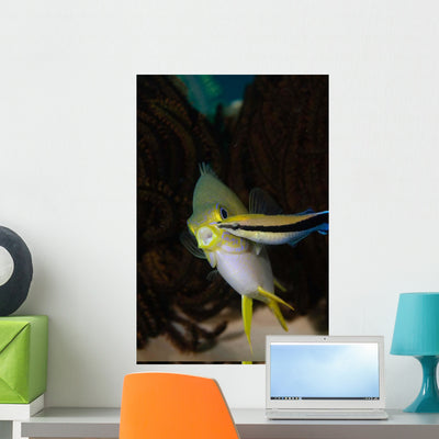 Blue Streak Cleaner Wrasse Wall Decal shown on a wall