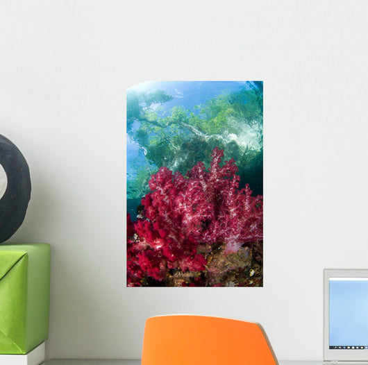 Soft Coral Grows Shallows Wall Decal