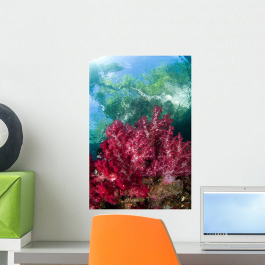 Soft Coral Grows Shallows Wall Decal