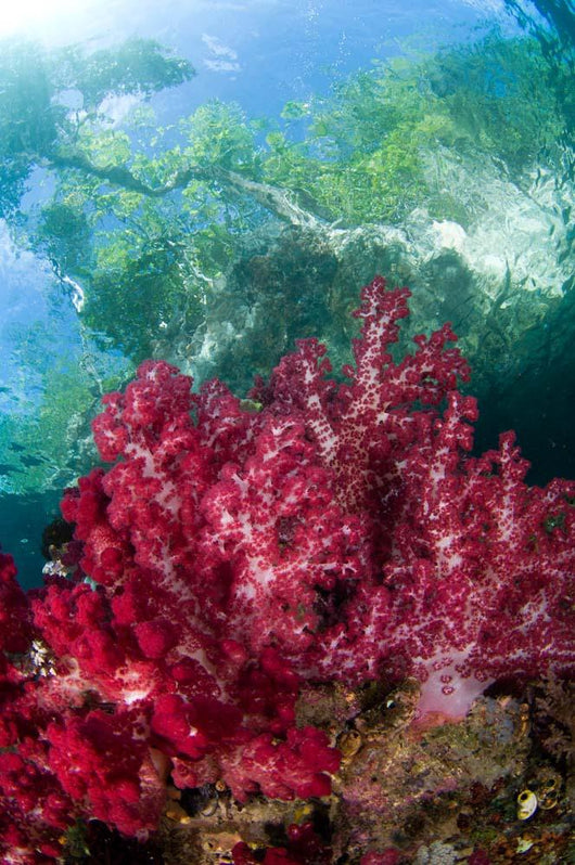 Soft Coral Grows Shallows Wall Decal