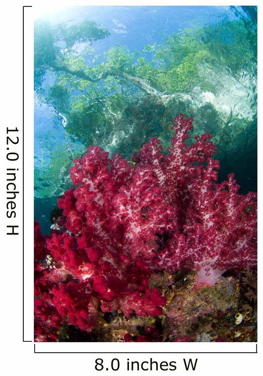 Soft Coral Grows Shallows Wall Decal