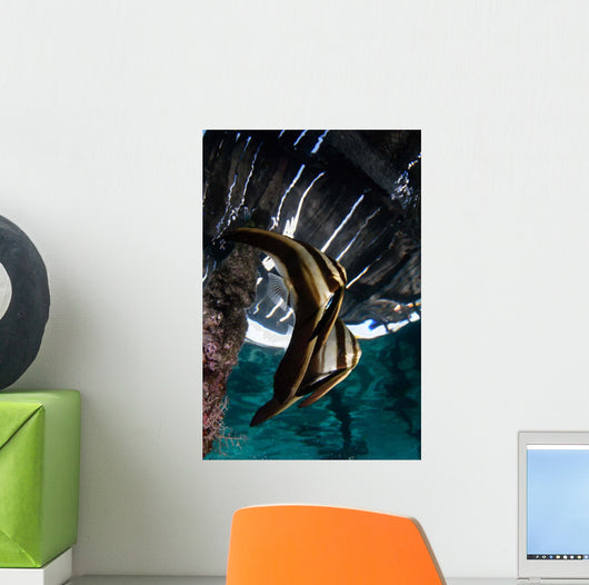Juvenile Longfin Batfish Raja Wall Decal Design 2