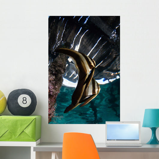 Juvenile Longfin Batfish Raja Wall Decal Design 2