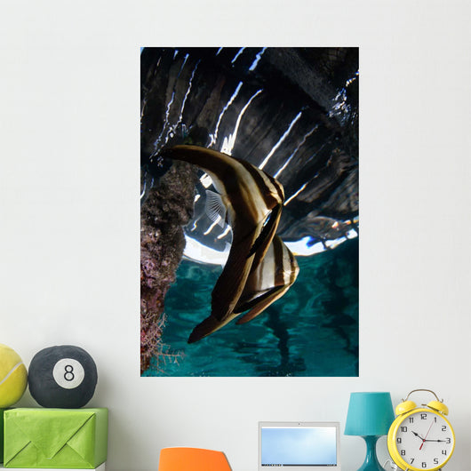Juvenile Longfin Batfish Raja Wall Decal Design 2